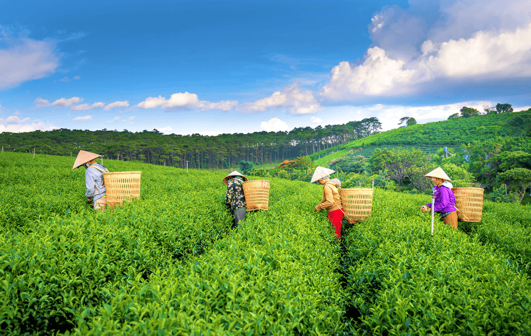 Tea plantation in Vietnam