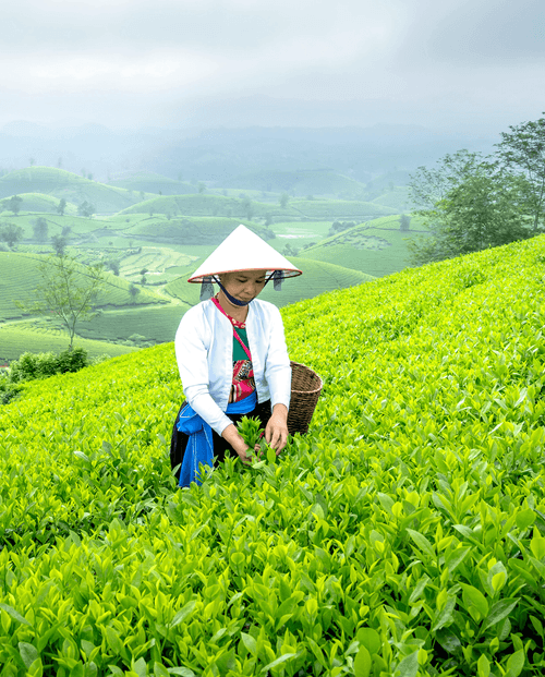 Coffee harvest in Vietnam