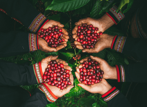 Hands holding freshly harvested produce